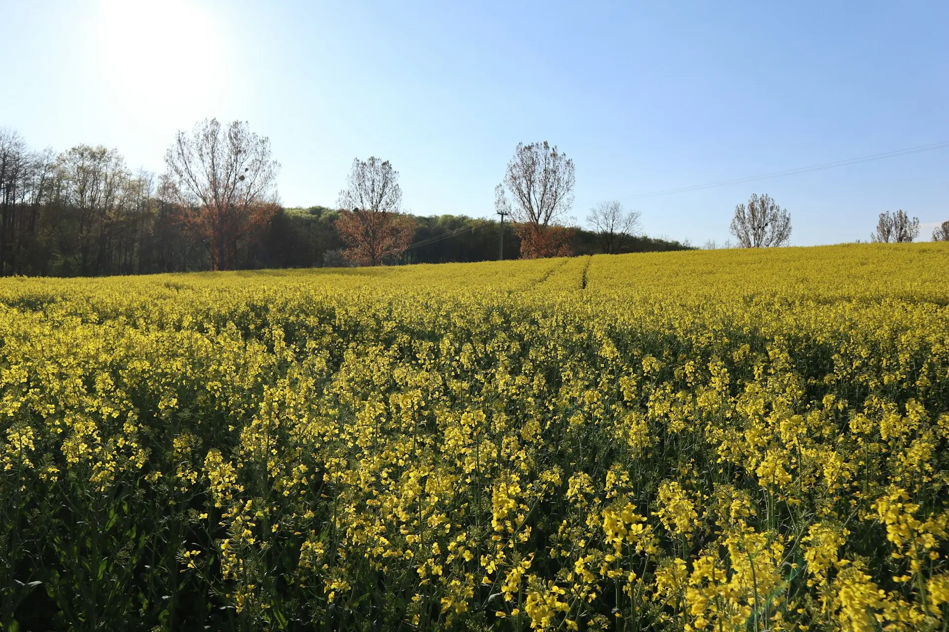 A field full of yellow flowers under a blue sky