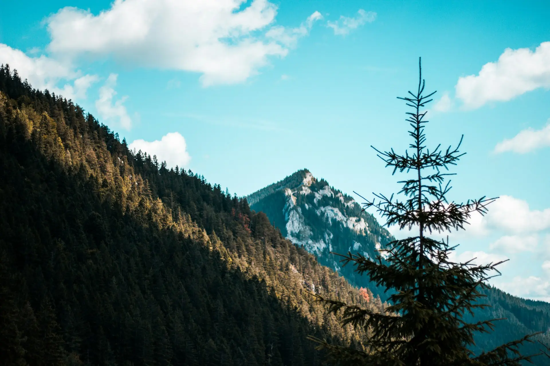a tree on a mountain