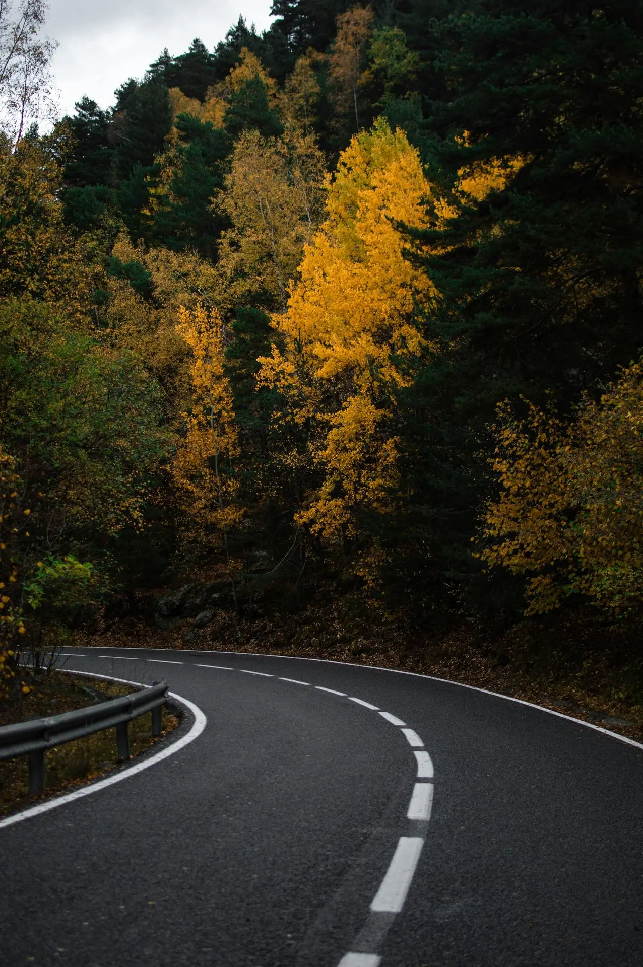 a road with trees on either side